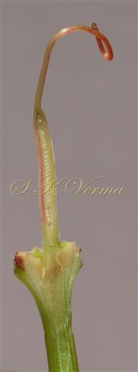  Pistil V.S.